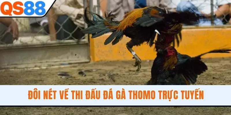 Đôi nét về thi đấu đá gà Thomo trực tuyến